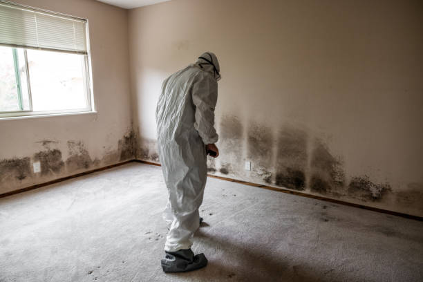 Environmental Consulting for Mold Prevention in Hallowell, ME